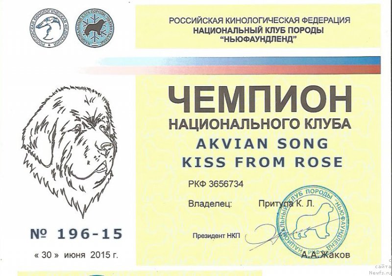 Фото: ньюфаундленд Akvian Song Kiss from Rouz (Аквиан Сонг Кисс Фром Роуз)