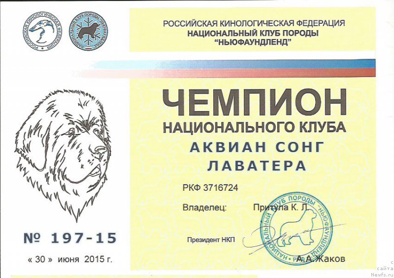 Фото: ньюфаундленд Akvian Song Lavatera (Аквиан Сонг Лаватера)