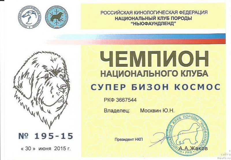 Фото: ньюфаундленд Super Bizon Cosmos (Супер Бизон Космос)