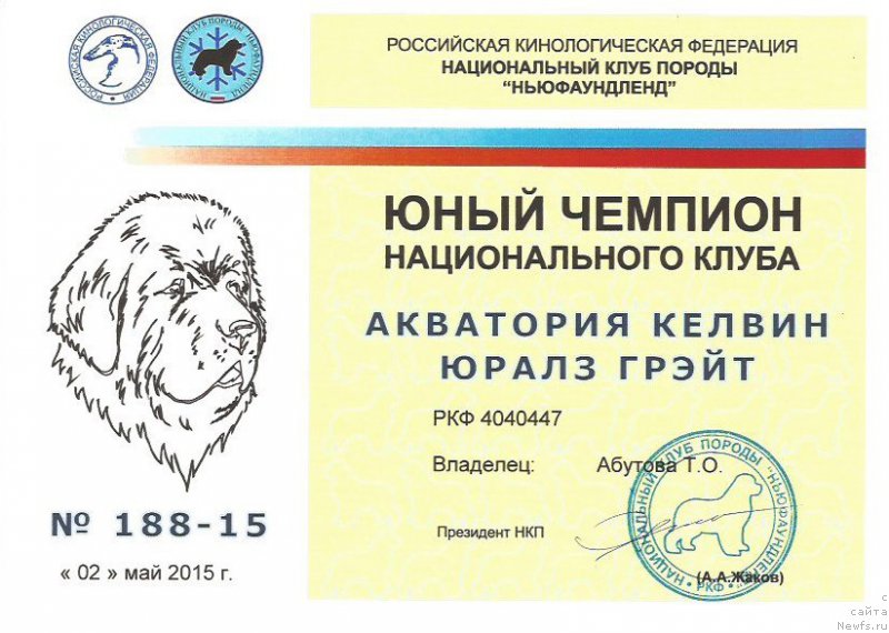 Фото: ньюфаундленд Aquatoriya Kelvin Yurals Great (Акватория Келвин Юралз Грэйт)