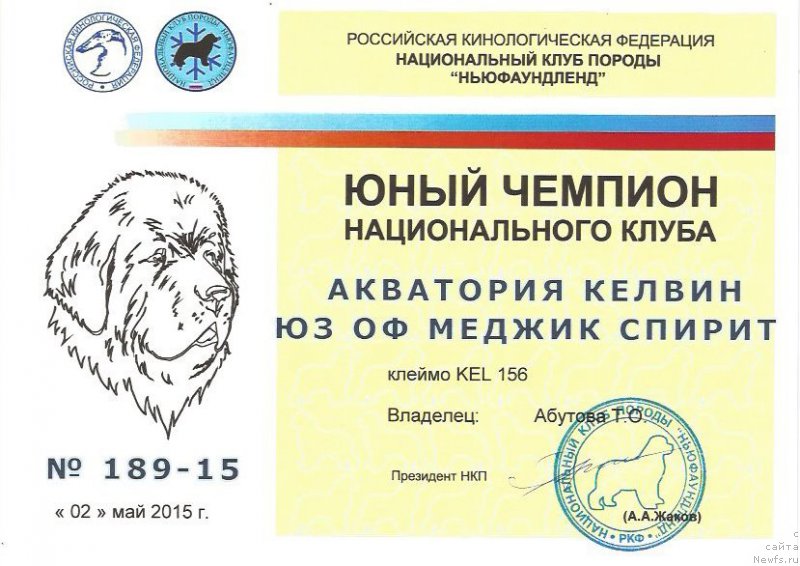 Фото: ньюфаундленд Aquatoriya Kelvin Yuse of Magic Spirit (Акватория Келвин Юз оф Мэджик Спирит)