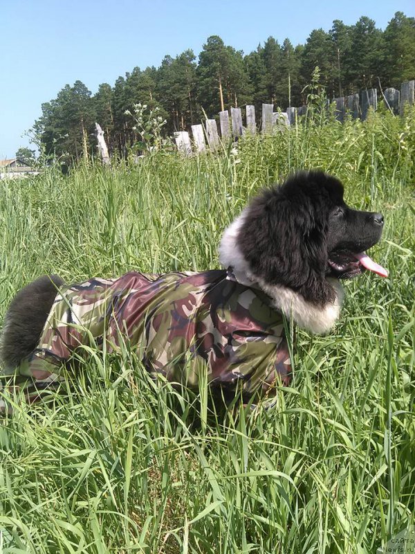 Фото: Гордон Инг'л Перикльз фром Рашн Беар