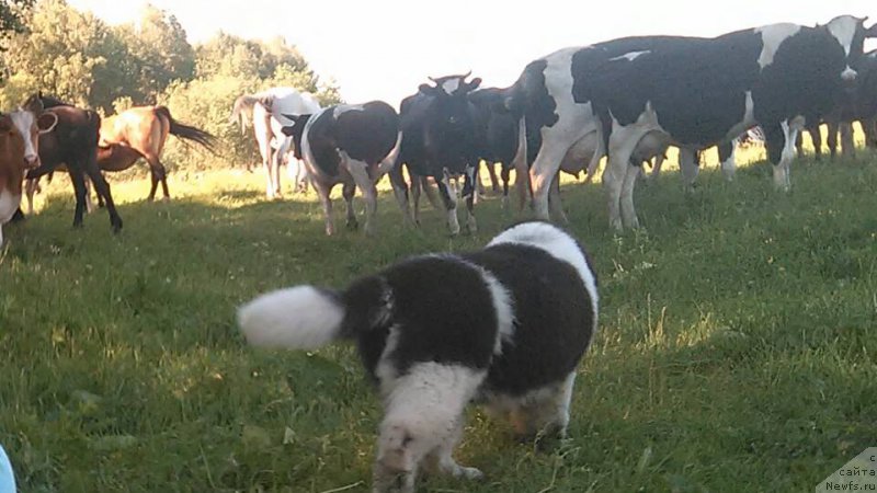 Фото: Гордон Инг'л Перикльз фром Рашн Беар