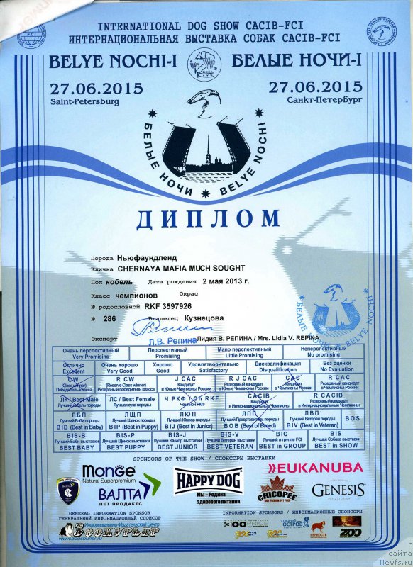 Фото: ньюфаундленд Chernaya Mafia Much Sought (Черная Мафия Муч Соугхт)