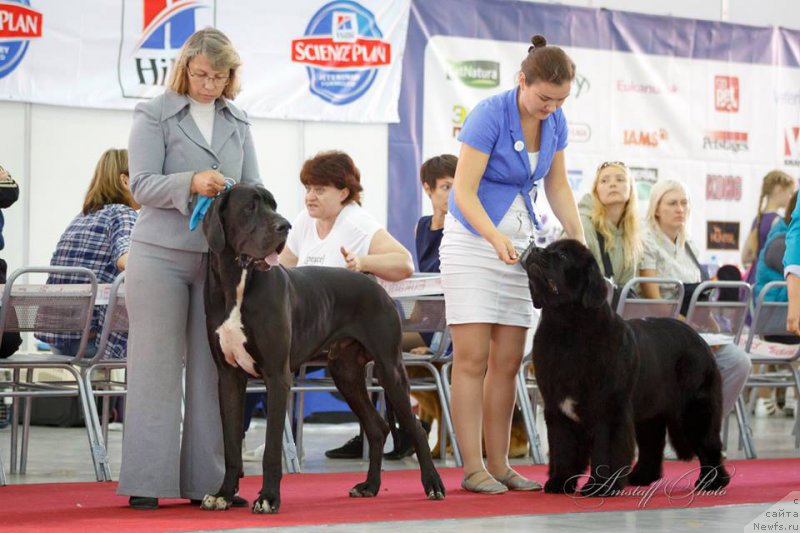Фото: ньюфаундленд Akvian Song Lavatera (Аквиан Сонг Лаватера)