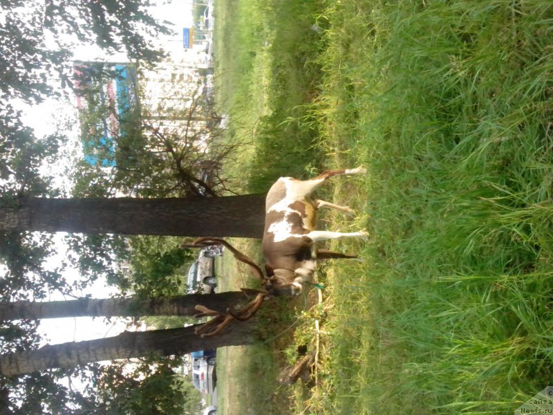 Фотография № 186185