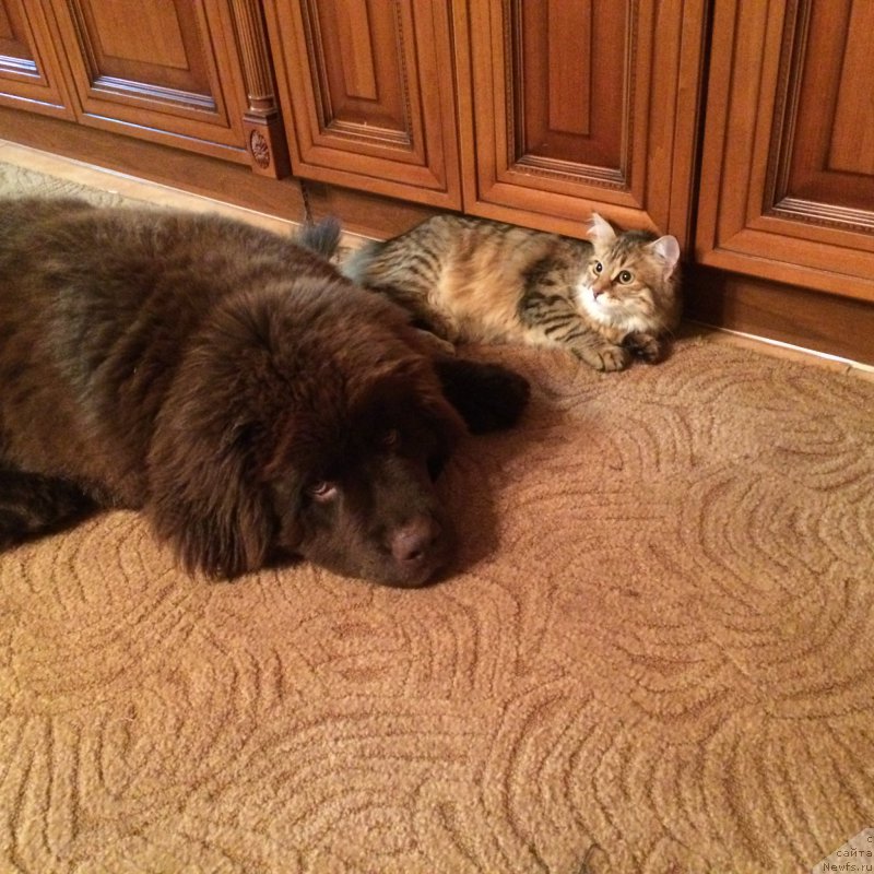 Фото: ньюфаундленд N'yufort Vasabi (Ньюфорт Васаби)