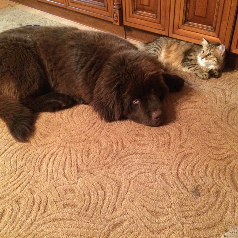 Фото: ньюфаундленд N'yufort Vasabi (Ньюфорт Васаби), Клепа