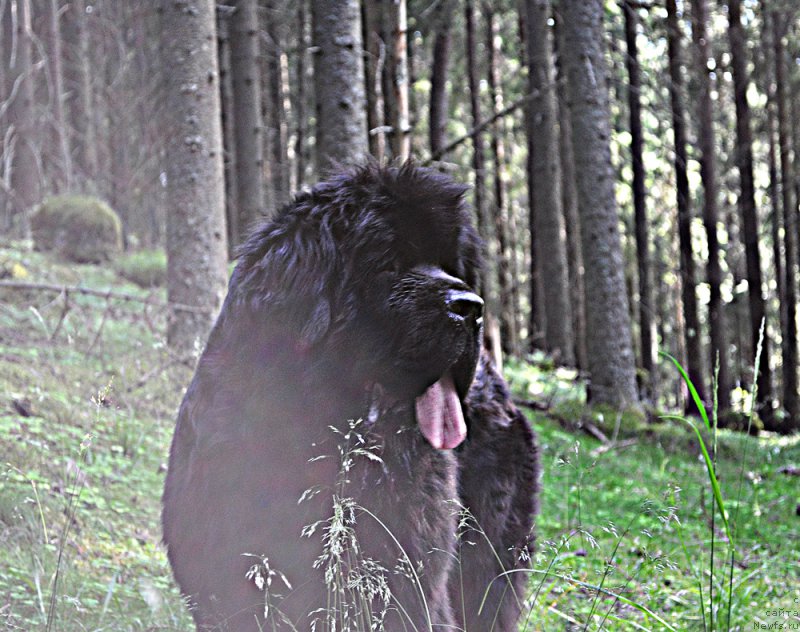 Фото: ньюфаундленд Beguschaya po Volnam Dancing Queen (Бегущая по Волнам Дансинг Квин)