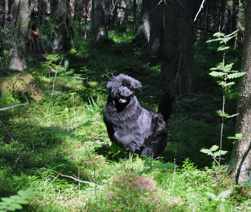 Фото: ньюфаундленд Beguschaya po Volnam Dancing Queen (Бегущая по Волнам Дансинг Квин)