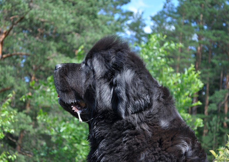 Фото: ньюфаундленд Beguschaya po Volnam Dancing Queen (Бегущая по Волнам Дансинг Квин)