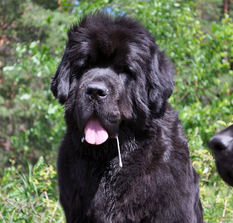 Фото: ньюфаундленд Beguschaya po Volnam Dancing Queen (Бегущая по Волнам Дансинг Квин)