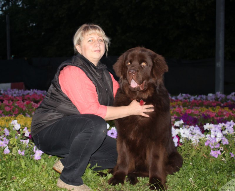 Фото: ньюфаундленд Nyesh Sollar Vind (Нэш Соллар Винд), Elena Kuzina (Елена Кузина)