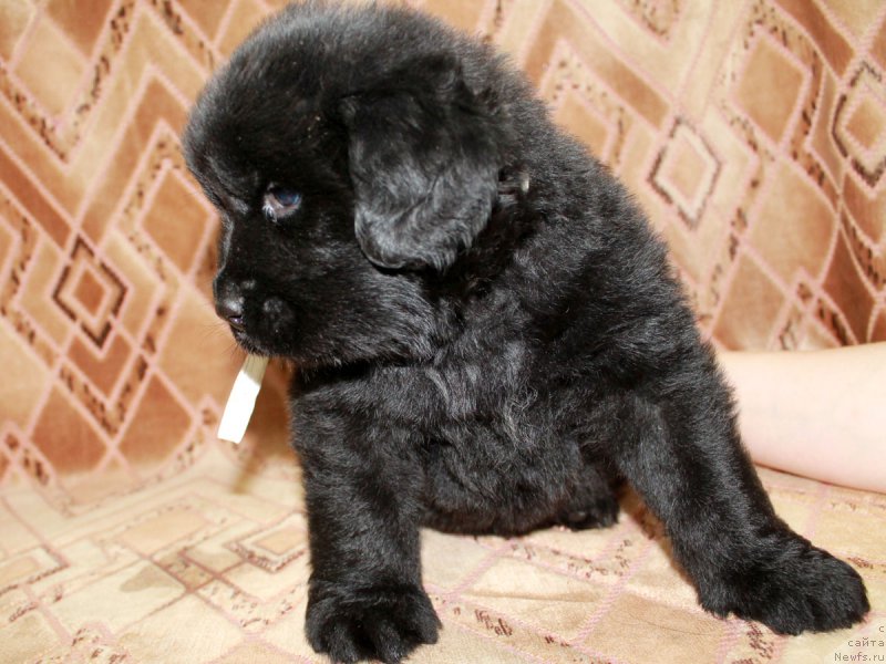 Фотография № 186221