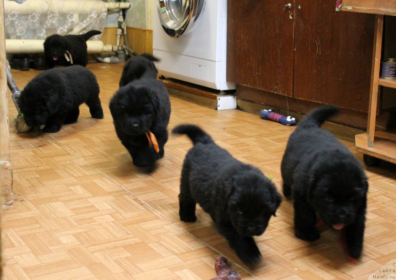 Фото: ньюфаундленд Russkaya Krasavica Nyura (Русская Красавица Нюра)