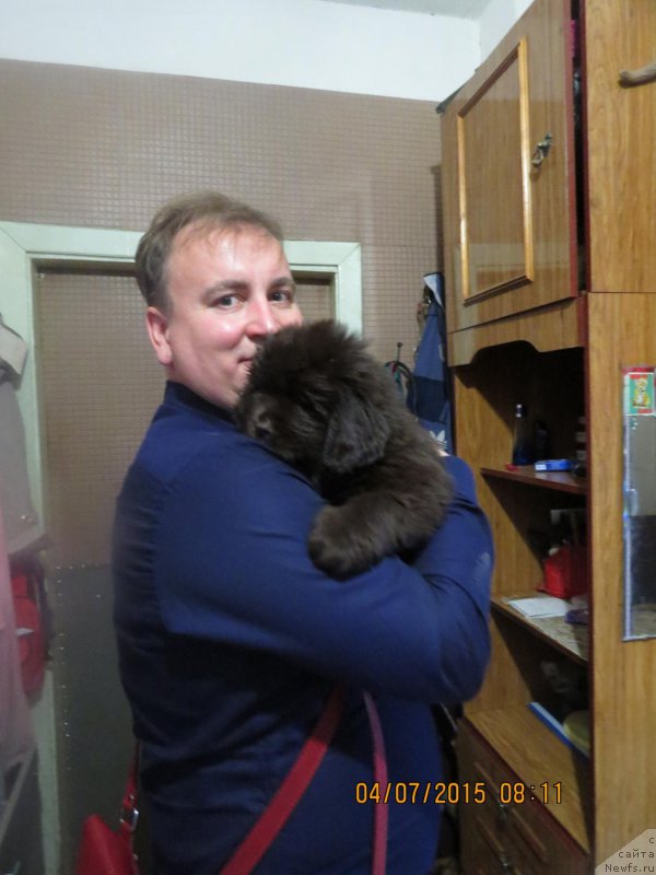 Фото: Mihail Kornyishev (Михаил Корнышев), ньюфаундленд Hit SHeliko Gudi Hot CHokolat (Хит Шелико Гуди Хот Чоколат)