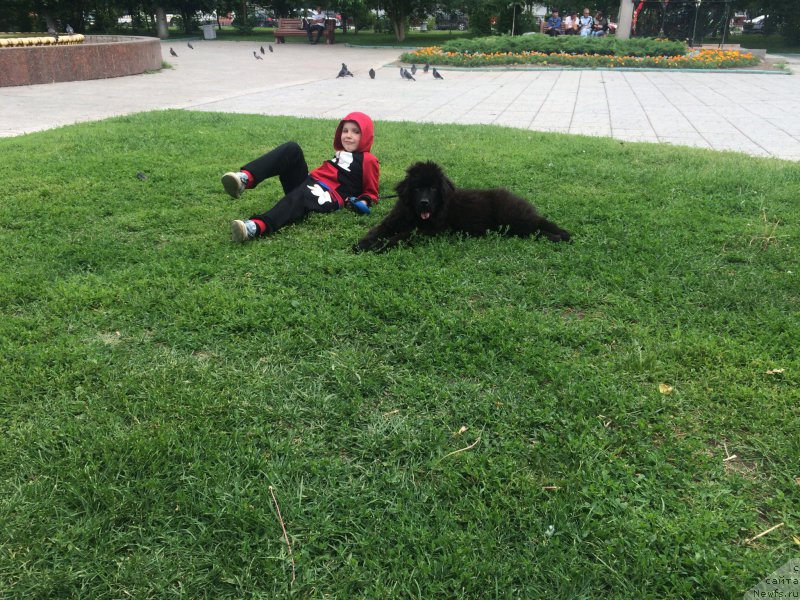 Фото: Сева, ньюфаундленд CHernyiy Balu Erofey (Черный Балу Ерофей)