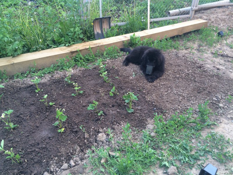 Фото: ньюфаундленд CHernyiy Balu Erofey (Черный Балу Ерофей)