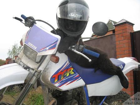 Фото: ньюфаундленд YEksklyuziv ot Undinyi (Эксклюзив от Ундины)