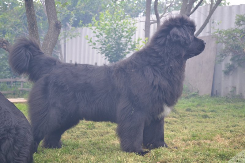 Фото: ньюфаундленд Talisman Morya Mishel' (Талисман Моря Мишель)