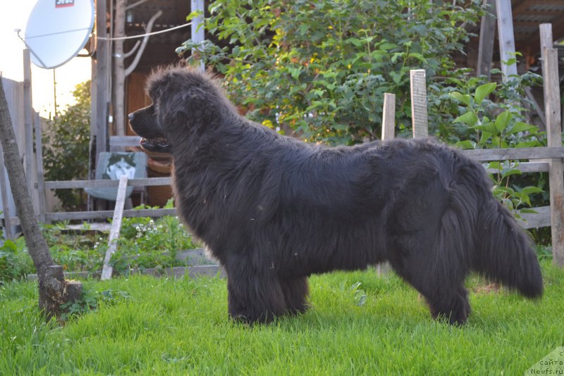 Фото: ньюфаундленд Talisman Morya Mishel' (Талисман Моря Мишель)