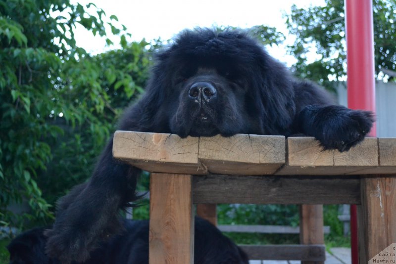 Фото: ньюфаундленд Talisman Morya Mishel' (Талисман Моря Мишель)