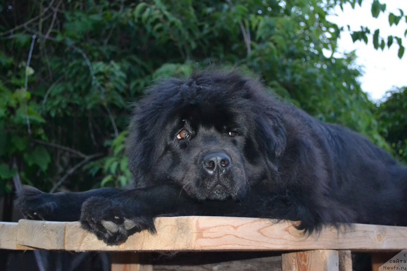 Фото: ньюфаундленд Talisman Morya Mishel' (Талисман Моря Мишель)