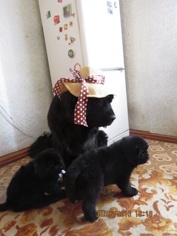 Фото: ньюфаундленд Skazochnaya Kroxa Markiza Malika (Сказочная Кроха Маркиза Малика)