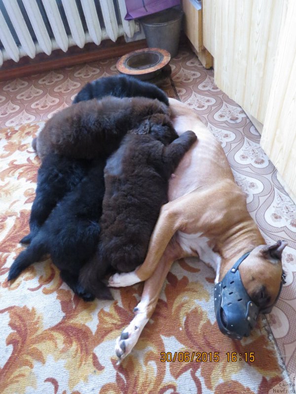 Фото: Сайма помогает вскармливать ораву ньюфиков