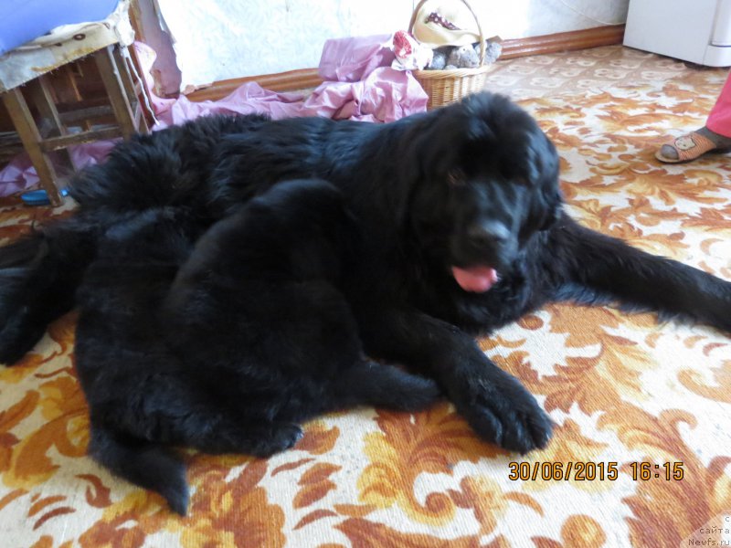 Фото: ньюфаундленд Skazochnaya Kroxa Markiza Malika (Сказочная Кроха Маркиза Малика)