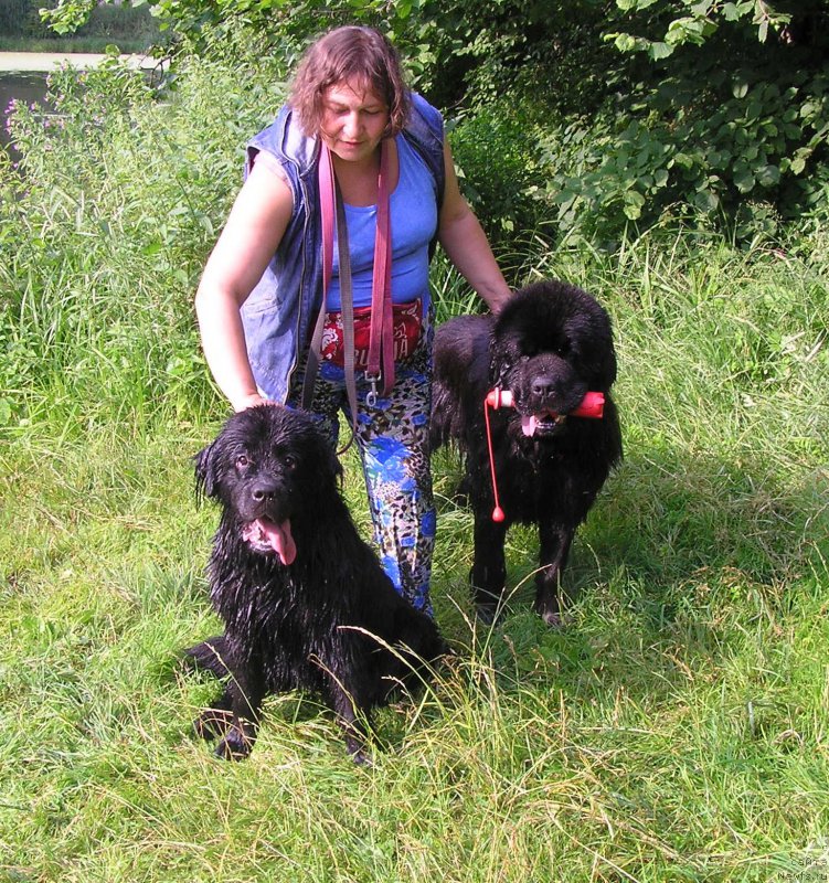 Фото: ньюфаундленд Matvey s Berega Dona (Матвей с Берега Дона)