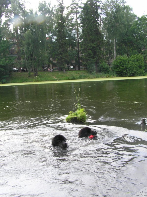 Фото: ньюфаундленд Matvey s Berega Dona (Матвей с Берега Дона)