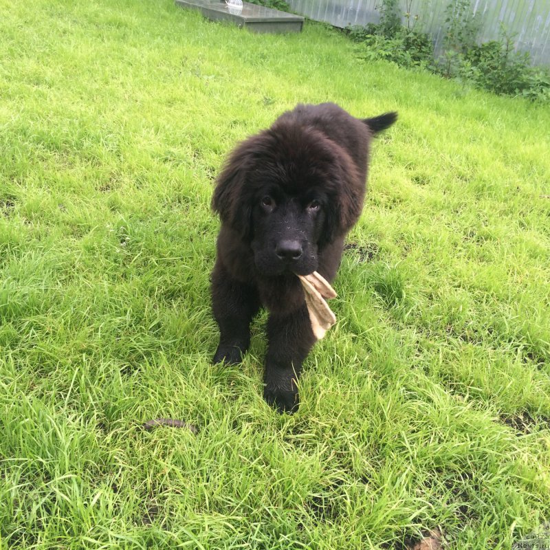 Фото: ньюфаундленд CHernyiy Balu Erofey (Черный Балу Ерофей)