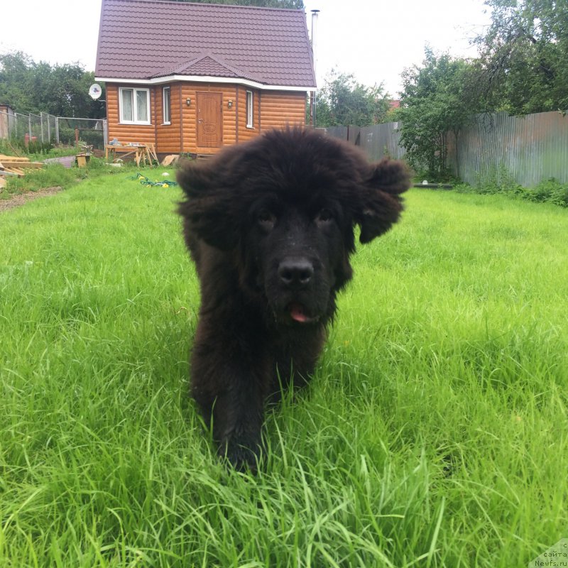 Фото: ньюфаундленд CHernyiy Balu Erofey (Черный Балу Ерофей)