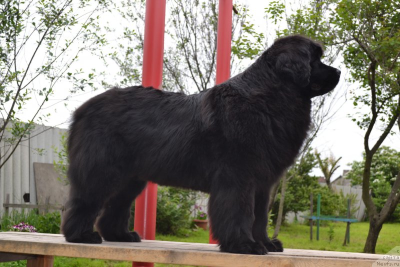 Фото: ньюфаундленд Talisman Morya Magiya Voln (Талисман Моря Магия Волн)