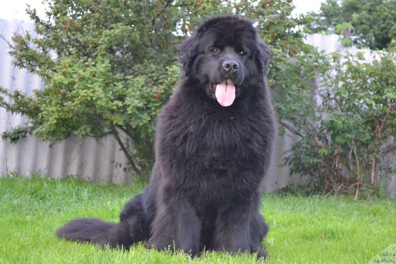 Фото: ньюфаундленд Talisman Morya Magiya Voln (Талисман Моря Магия Волн)