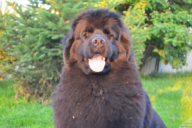 Фото: ньюфаундленд Talisman Morya Magiya Voln (Талисман Моря Магия Волн)