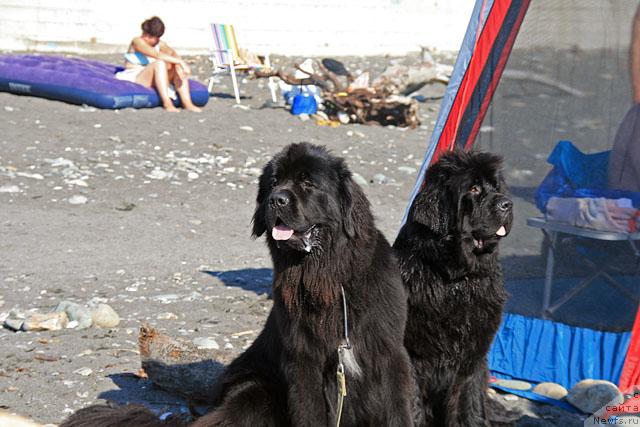 Фото: Фрей и Белка