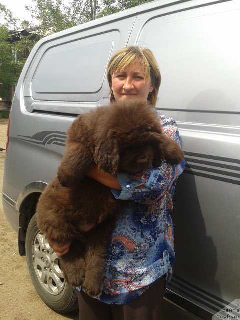 Фото: Elena Ermolaeva (Елена Ермолаева), Хит Шелико Голден Черри Браун