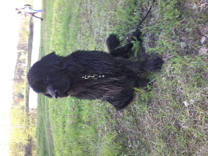 Фото: ньюфаундленд Piternyuf Azart (Питерньюф Азарт)