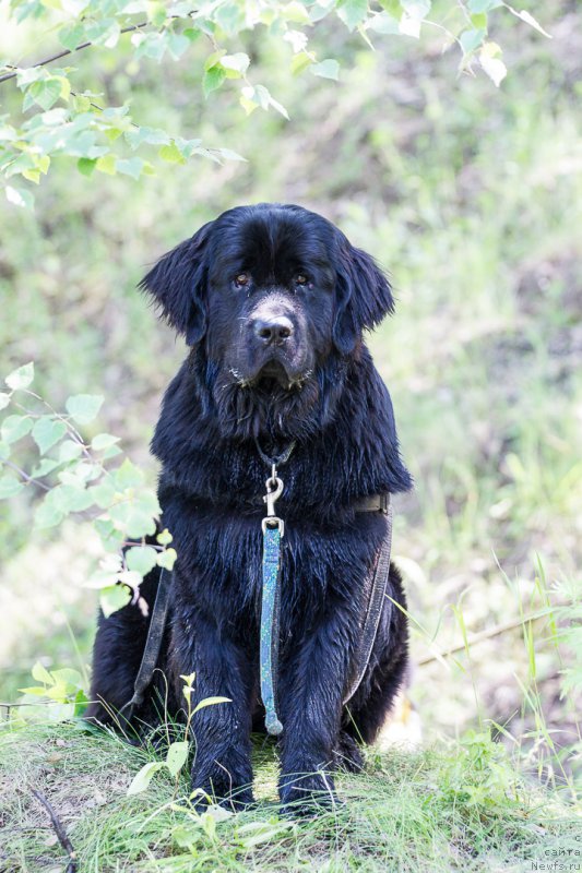 Фото: ньюфаундленд Piternyuf Azart (Питерньюф Азарт)