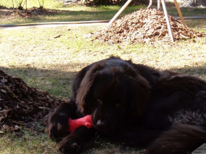Фото: ньюфаундленд Shokoladnaya Princessa Baltiyskogo Morya (Шоколадная Принцесса Балтийского Моря)