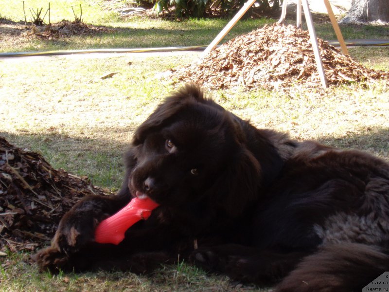 Фото: ньюфаундленд Shokoladnaya Princessa Baltiyskogo Morya (Шоколадная Принцесса Балтийского Моря)