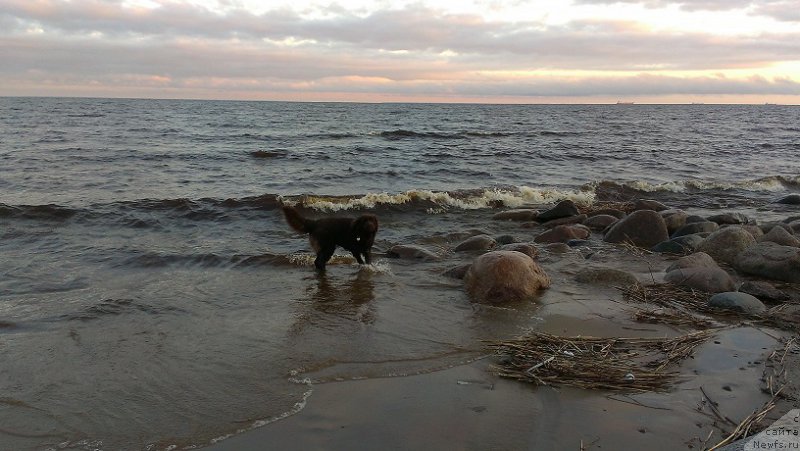 Фото: ньюфаундленд Shokoladnaya Princessa Baltiyskogo Morya (Шоколадная Принцесса Балтийского Моря)