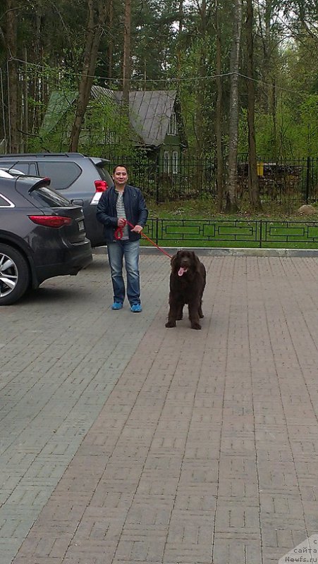 Фото: ньюфаундленд Shokoladnaya Princessa Baltiyskogo Morya (Шоколадная Принцесса Балтийского Моря), Андрей