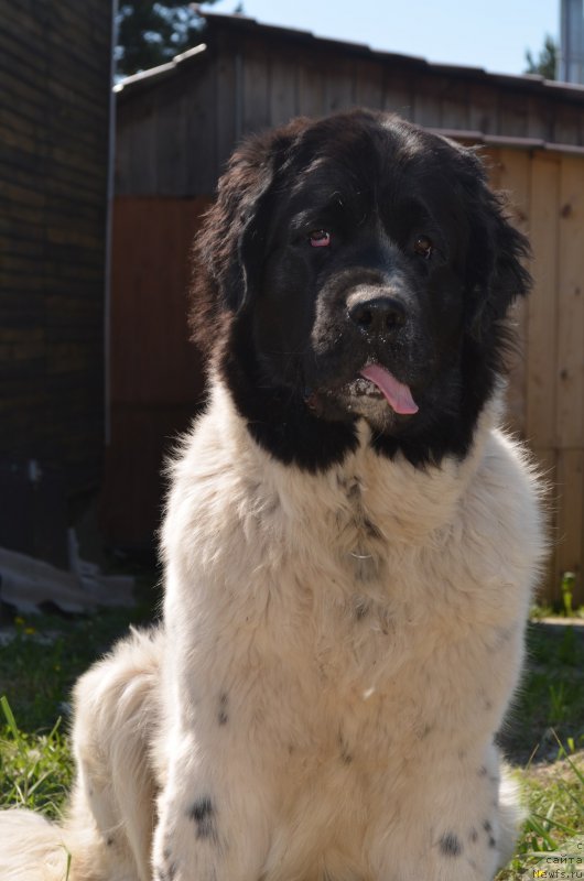 Фото: ньюфаундленд Fluffy Avalanche Civilization (Флюфи Аваланч Цивилизация)