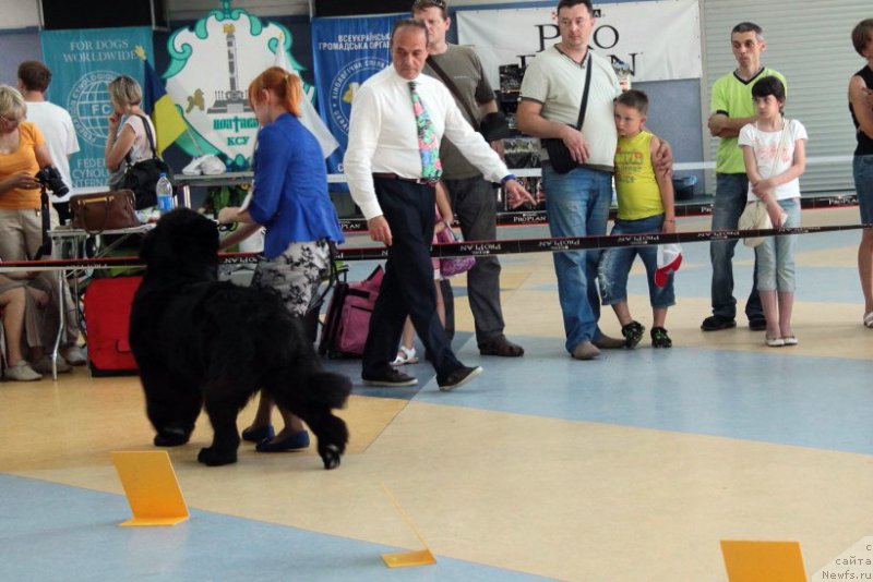 Фото: ньюфаундленд Allegro Con Brio Dinastiya Soverchenstva (Аллегро Кон Брио Династия Совершенства)