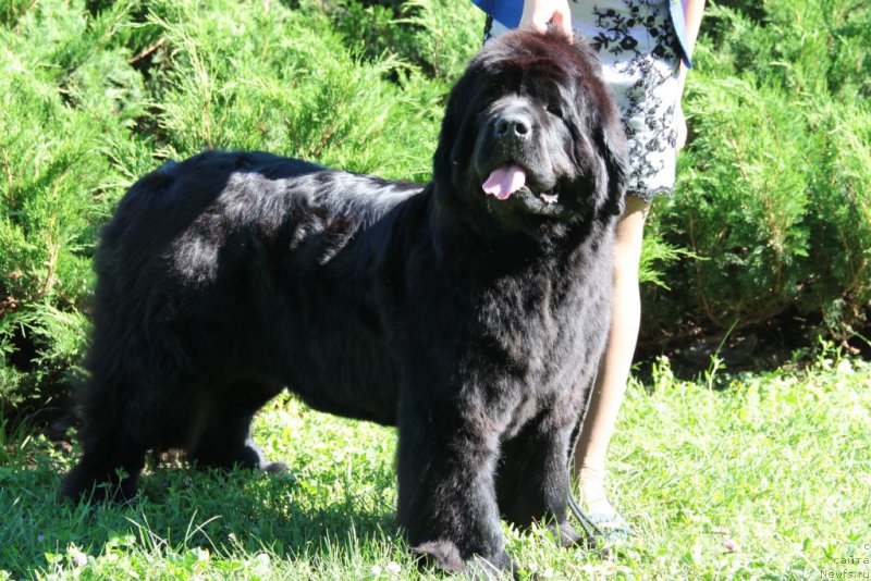 Фото: ньюфаундленд Allegro Con Brio Dinastiya Soverchenstva (Аллегро Кон Брио Династия Совершенства)