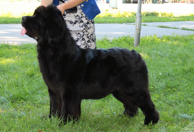 Фото: ньюфаундленд Allegro Con Brio Dinastiya Soverchenstva (Аллегро Кон Брио Династия Совершенства)