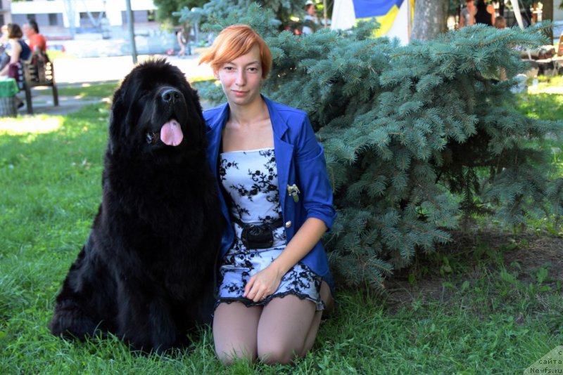 Фото: ньюфаундленд Allegro Con Brio Dinastiya Soverchenstva (Аллегро Кон Брио Династия Совершенства), Anastasiya Degtyaryova (Анастасия Дегтярёва)